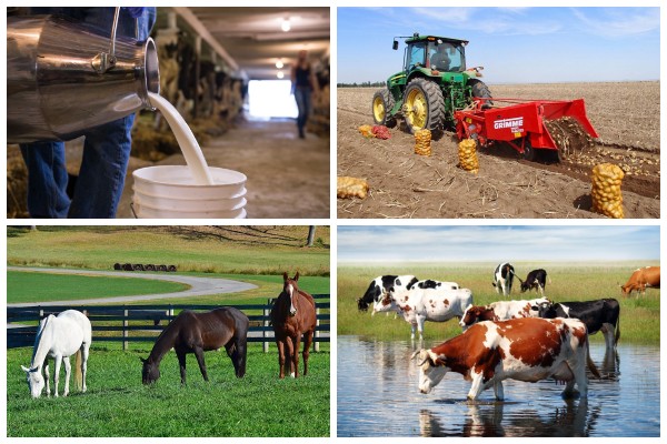 Виды деятельности Филиал №1 «Цемагро» ОАО «Белорусский цементный завод» 