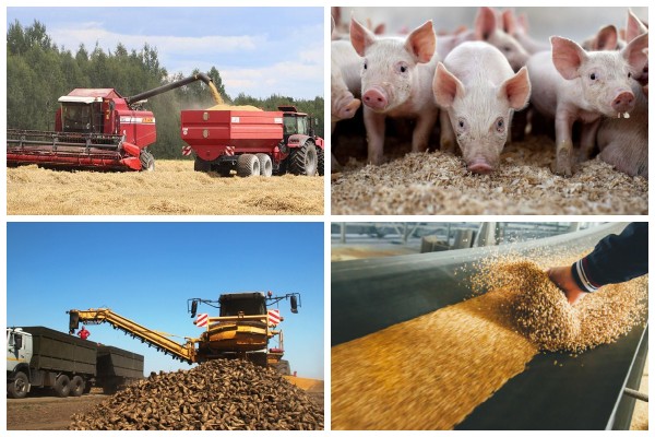 Виды деятельности Филиал №1 «Цемагро» ОАО «Белорусский цементный завод» 